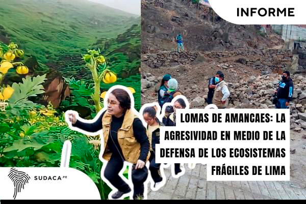 Lomas de Amancaes: la agresividad en medio de la defensa de los ecosistemas frágiles de Lima
